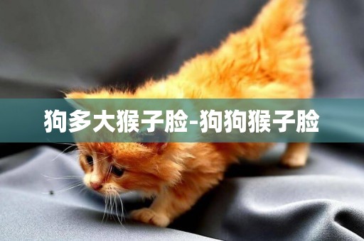 狗多大猴子臉-狗狗猴子臉