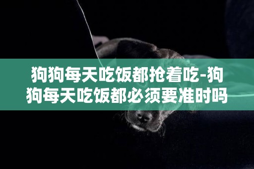 狗狗每天吃飯都搶著吃-狗狗每天吃飯都必須要準時嗎