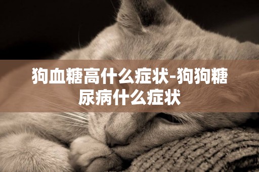 狗血糖高什么癥狀-狗狗糖尿病什么癥狀