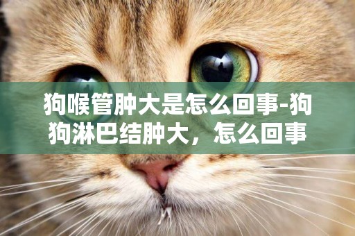 狗喉管腫大是怎么回事-狗狗淋巴結腫大，怎么回事