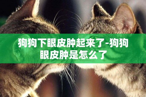 狗狗下眼皮腫起來了-狗狗眼皮腫是怎么了