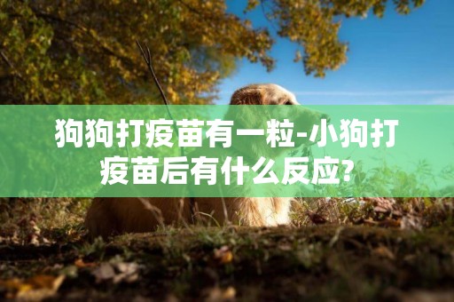 狗狗打疫苗有一粒-小狗打疫苗后有什么反應?