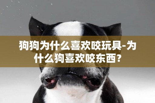 狗狗為什么喜歡咬玩具-為什么狗喜歡咬東西？