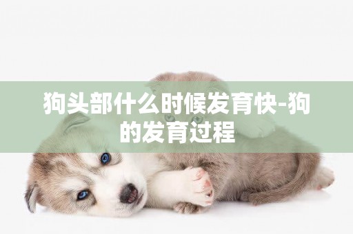 狗頭部什么時候發育快-狗的發育過程