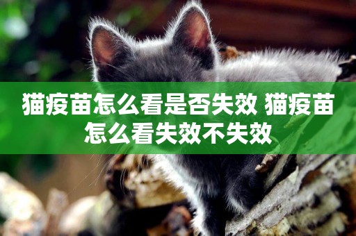 貓疫苗怎么看是否失效 貓疫苗怎么看失效不失效