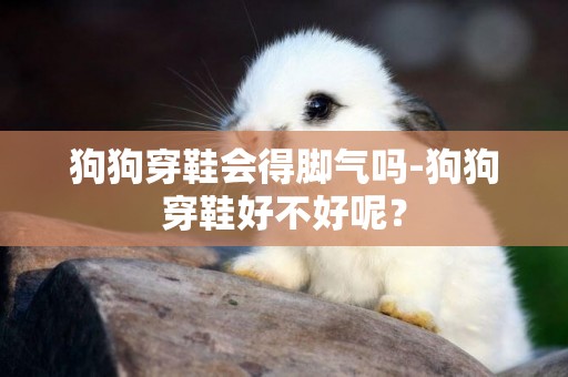 狗狗穿鞋會得腳氣嗎-狗狗穿鞋好不好呢？