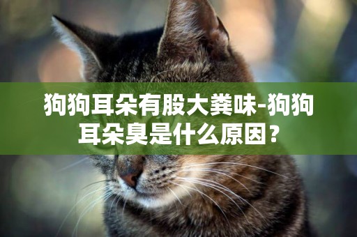 狗狗耳朵有股大糞味-狗狗耳朵臭是什么原因？