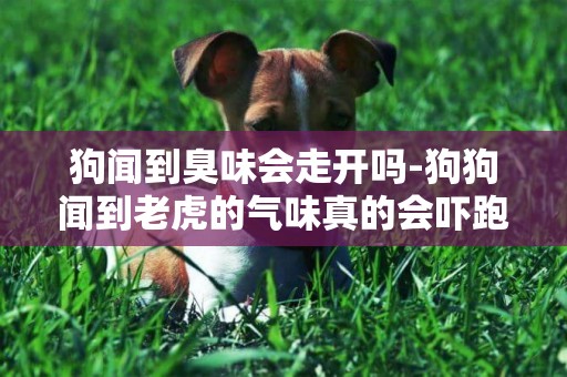 狗聞到臭味會走開嗎-狗狗聞到老虎的氣味真的會嚇跑嗎？