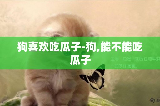 狗喜歡吃瓜子-狗,能不能吃瓜子