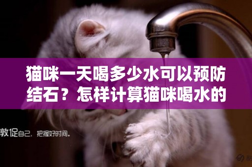 貓咪一天喝多少水可以預防結石？怎樣計算貓咪喝水的量？ 