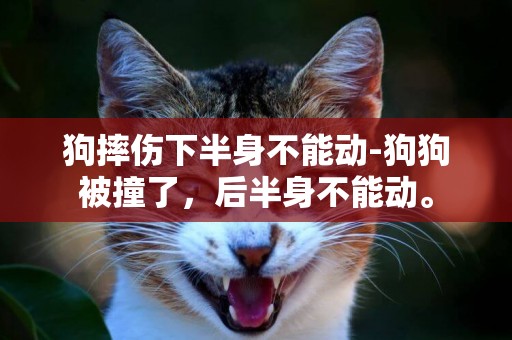 狗摔傷下半身不能動-狗狗被撞了，后半身不能動。