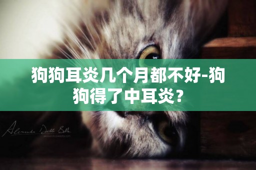 狗狗耳炎幾個月都不好-狗狗得了中耳炎？