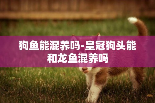 狗魚能混養嗎-皇冠狗頭能和龍魚混養嗎