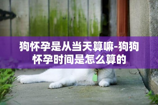 狗懷孕是從當天算嘛-狗狗懷孕時間是怎么算的