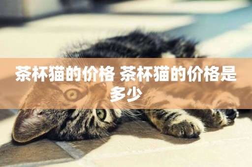 茶杯貓的價格 茶杯貓的價格是多少