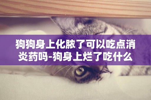 狗狗身上化膿了可以吃點消炎藥嗎-狗身上爛了吃什么消炎藥