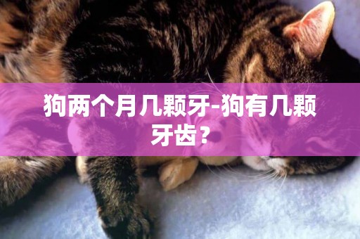 狗兩個月幾顆牙-狗有幾顆牙齒？
