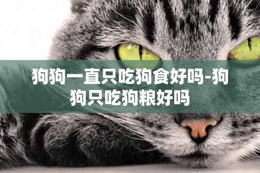 狗狗一直只吃狗食好嗎-狗狗只吃狗糧好嗎