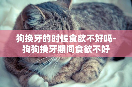 狗換牙的時候食欲不好嗎-狗狗換牙期間食欲不好