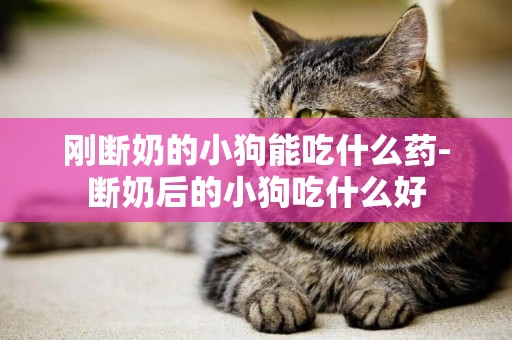 剛斷奶的小狗能吃什么藥-斷奶后的小狗吃什么好