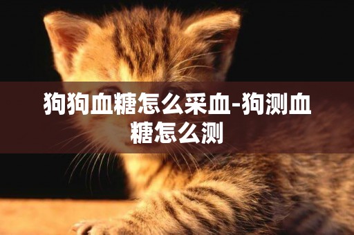 狗狗血糖怎么采血-狗測血糖怎么測
