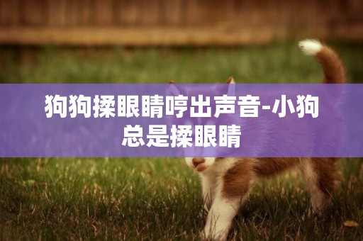 狗狗揉眼睛哼出聲音-小狗總是揉眼睛