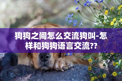 狗狗之間怎么交流狗叫-怎樣和狗狗語言交流??
