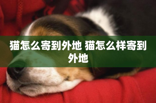貓怎么寄到外地 貓怎么樣寄到外地