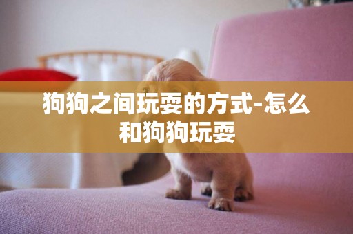 狗狗之間玩耍的方式-怎么和狗狗玩耍