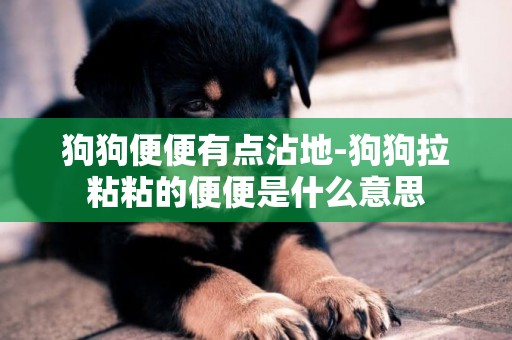 狗狗便便有點沾地-狗狗拉粘粘的便便是什么意思