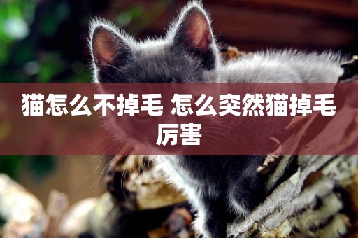 貓怎么不掉毛 怎么突然貓掉毛厲害