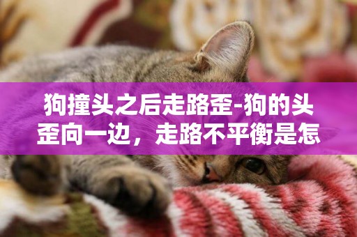 狗撞頭之后走路歪-狗的頭歪向一邊，走路不平衡是怎么回事呢？