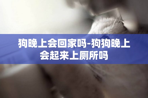 狗晚上會回家嗎-狗狗晚上會起來上廁所嗎