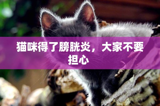 貓咪得了膀胱炎，大家不要擔心 