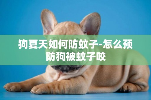 狗夏天如何防蚊子-怎么預防狗被蚊子咬