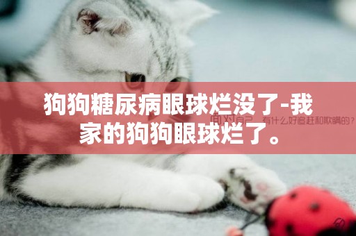 狗狗糖尿病眼球爛沒了-我家的狗狗眼球爛了。