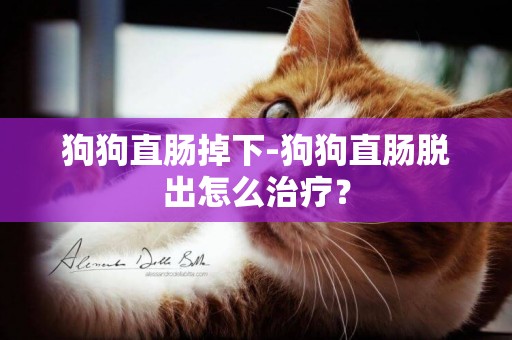 狗狗直腸掉下-狗狗直腸脫出怎么治療？