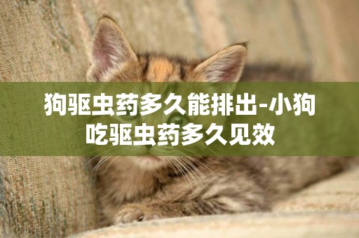 狗驅蟲藥多久能排出-小狗吃驅蟲藥多久見效