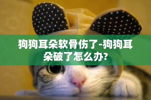 狗狗耳朵軟骨傷了-狗狗耳朵破了怎么辦?