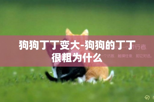 狗狗丁丁變大-狗狗的丁丁很粗為什么
