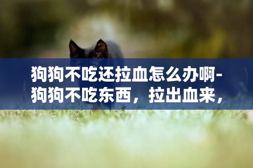 狗狗不吃還拉血怎么辦啊-狗狗不吃東西，拉出血來，是 怎么回事