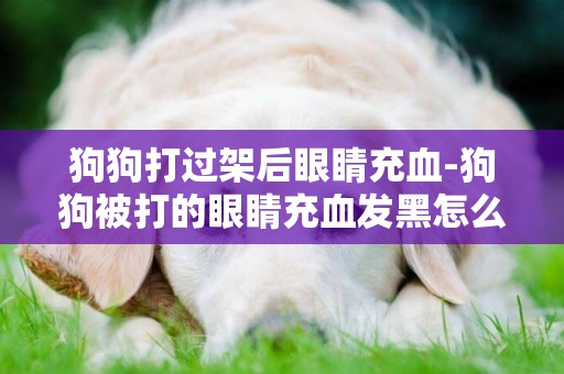 狗狗打過架后眼睛充血-狗狗被打的眼睛充血發黑怎么辦