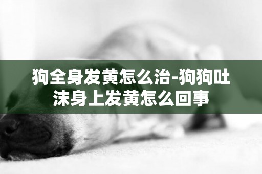 狗全身發黃怎么治-狗狗吐沫身上發黃怎么回事