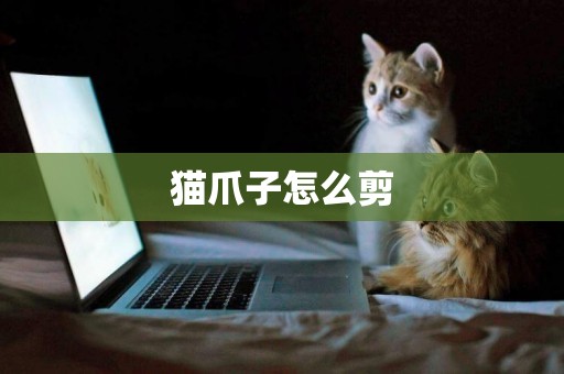 貓爪子怎么剪