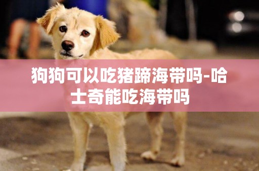 狗狗可以吃豬蹄海帶嗎-哈士奇能吃海帶嗎