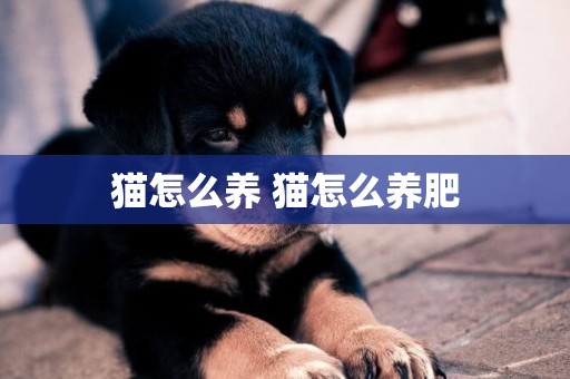 貓怎么養 貓怎么養肥