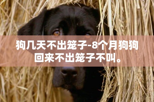 狗幾天不出籠子-8個月狗狗回來不出籠子不叫。