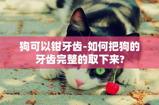 狗可以鉗牙齒-如何把狗的牙齒完整的取下來?