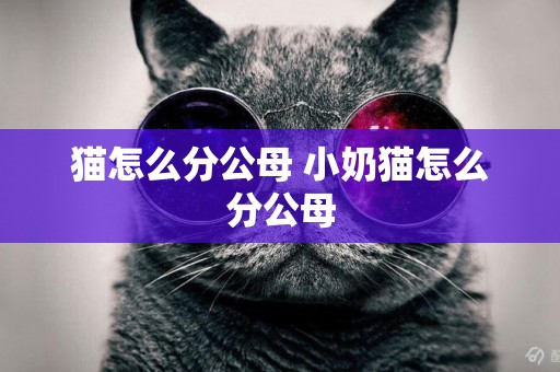 貓怎么分公母 小奶貓怎么分公母