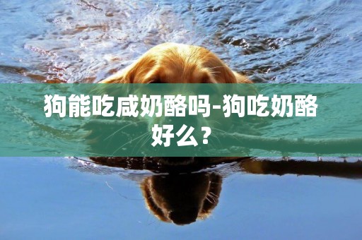 狗能吃咸奶酪嗎-狗吃奶酪好么？